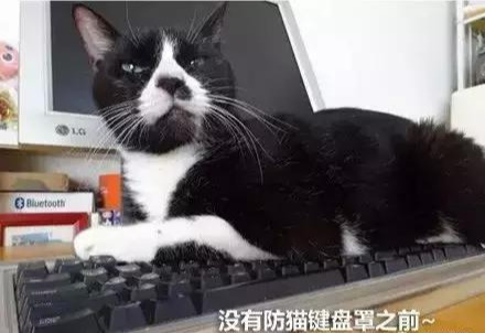 用上防猫咪键盘罩就能防猫？键盘都把你扣掉