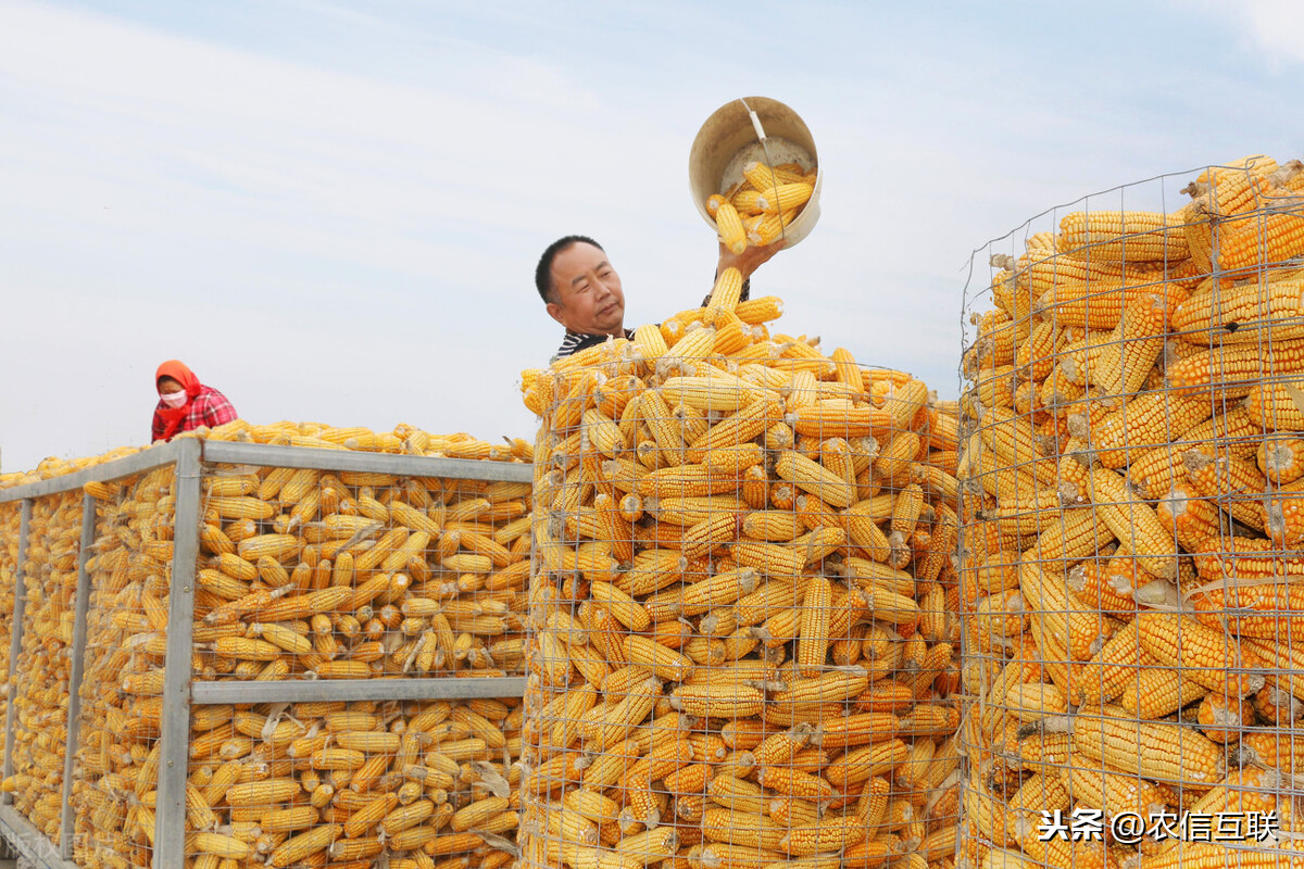 中国采购3000万吨美国玉米，会引发玉米暴跌？不要忽略这三点