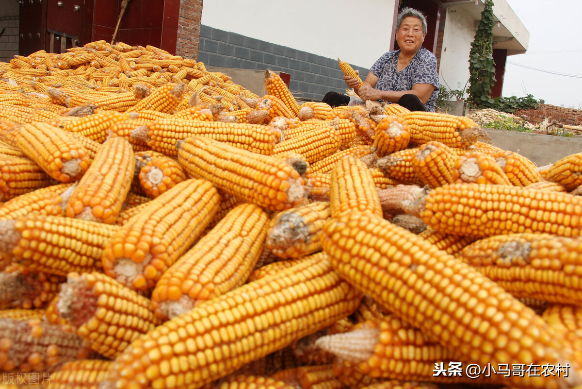 玉米价格下降，几家欢喜及几家愁，当前玉米的价格真的很高了吗