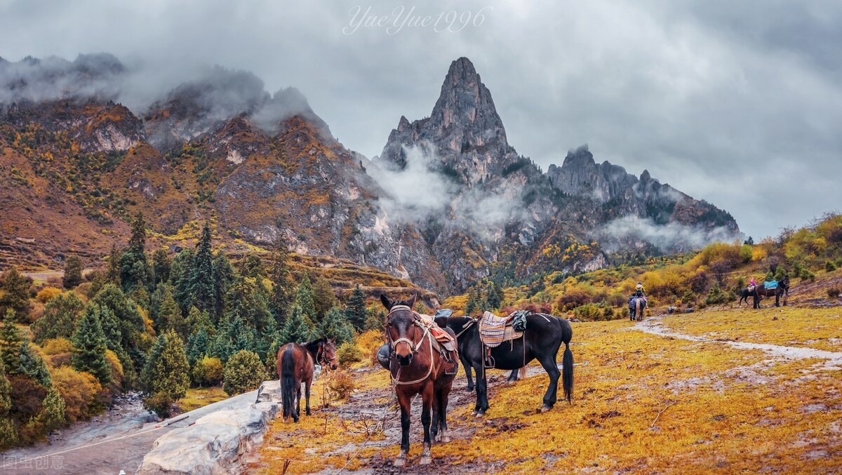 秋日的绝色甘南，悠闲的老牛和欢愉的马儿在向你招手