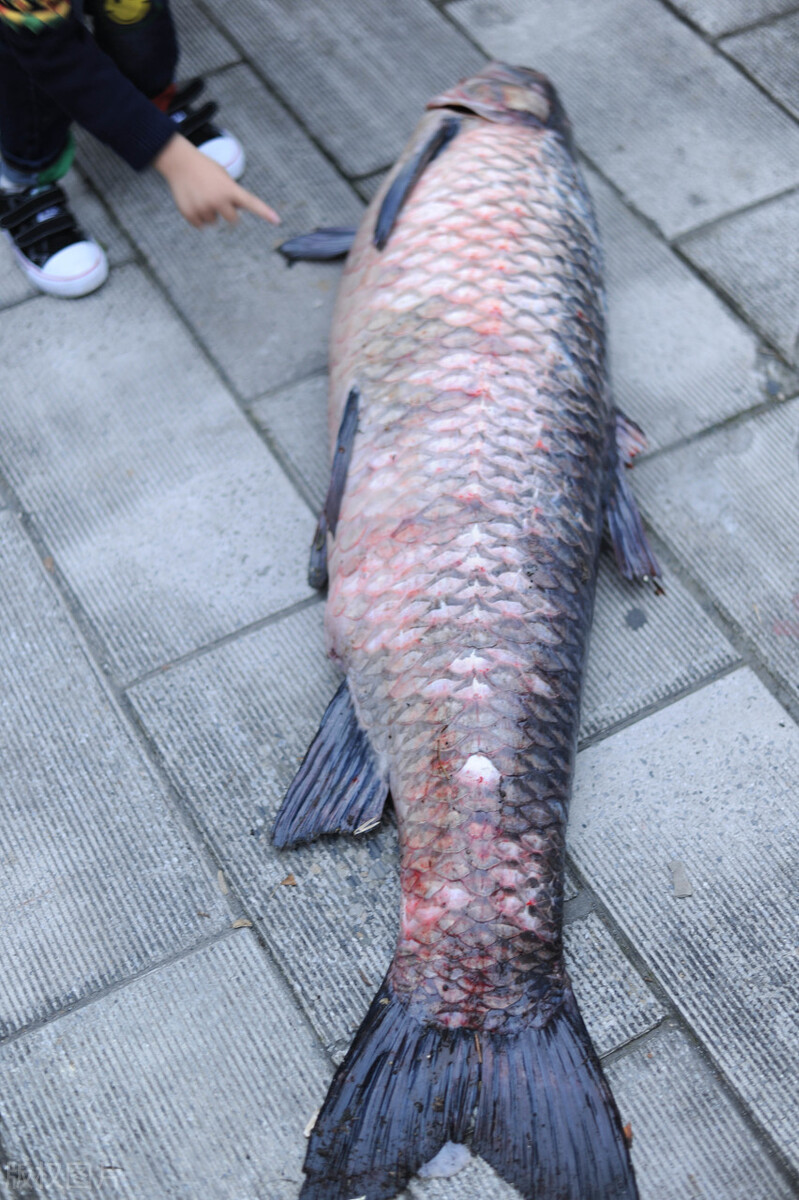 又是东江 继100斤青鱼后 又出现巨型鲶鱼 长150厘米 兴国将军网