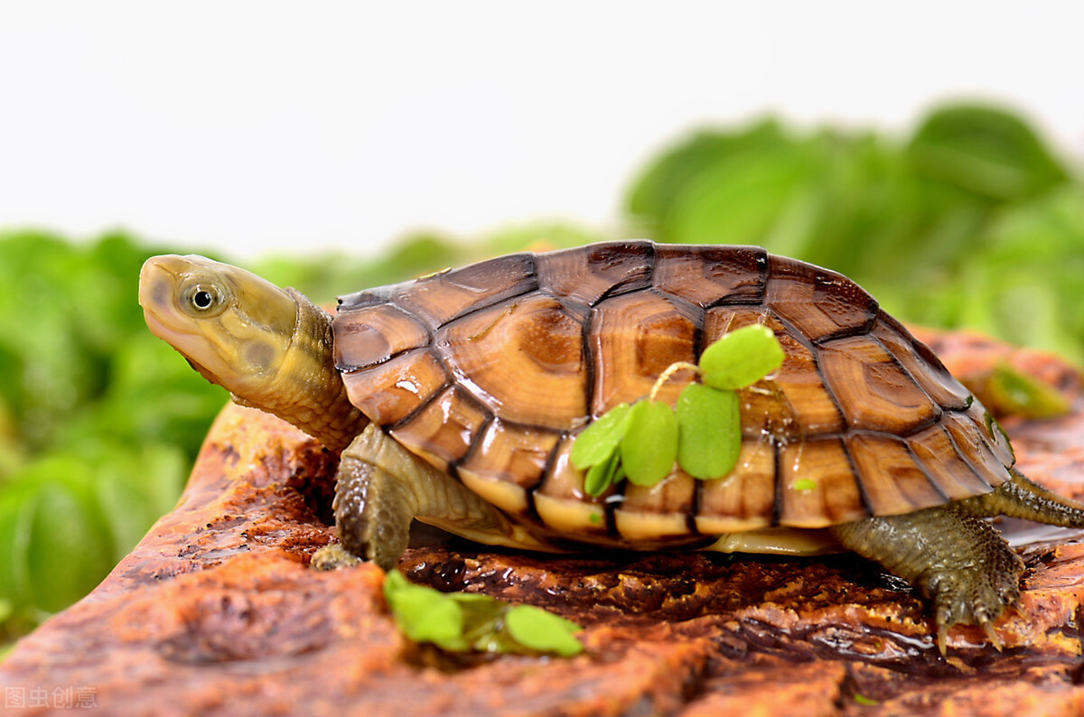 為什麼烏龜喜歡咬來咬去？ 原因是這7點，應從根源上預防