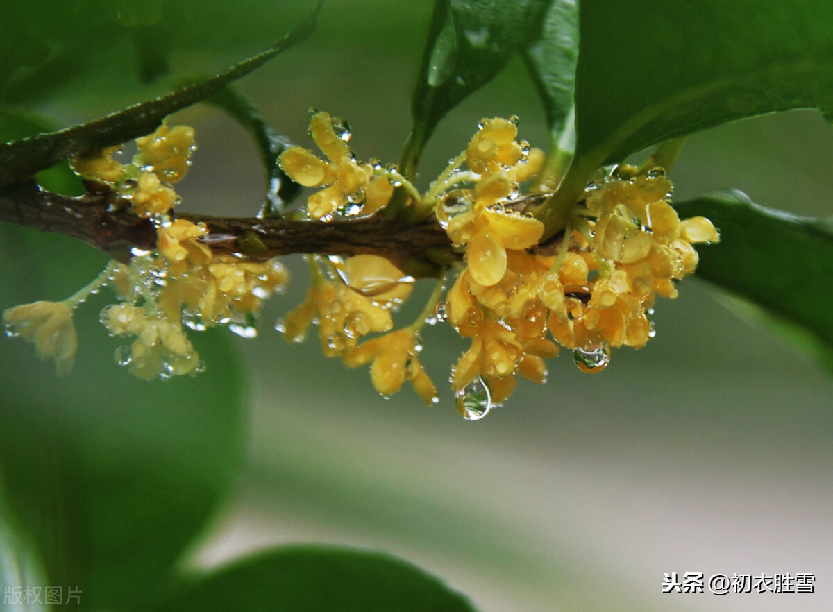 秋花美詩 秋花不比春花早 開到秋花也是春 Mp頭條