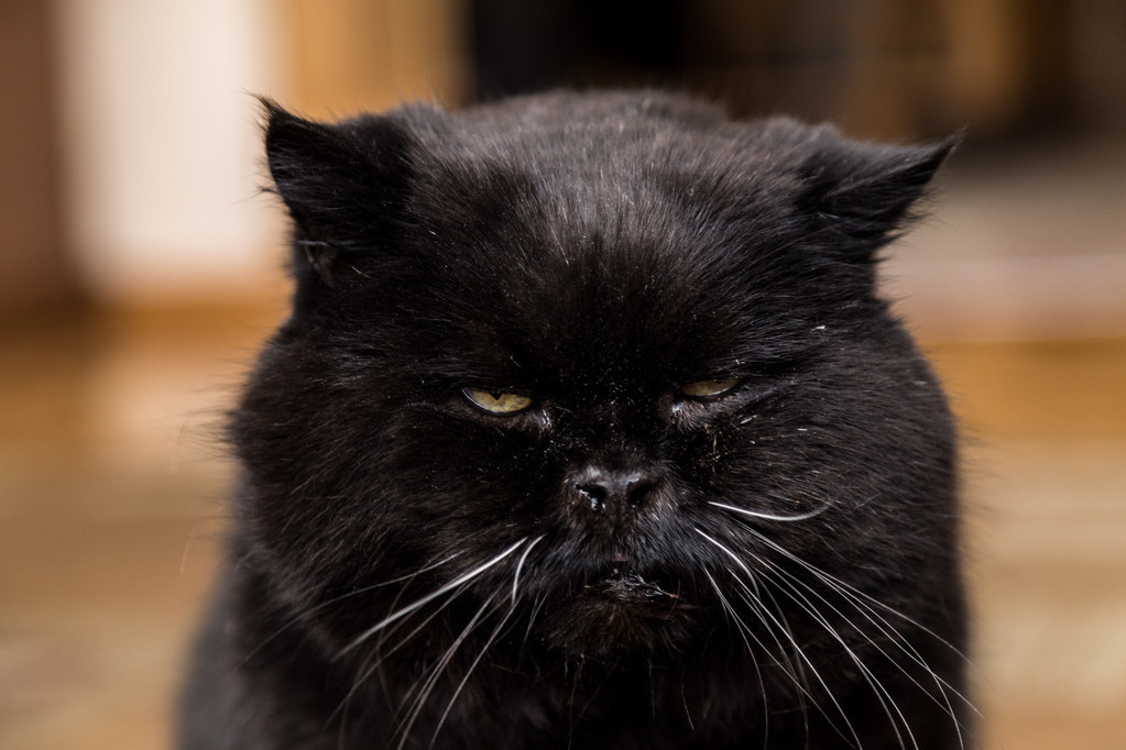养只黑猫到底是种什么体验，黑猫迷惑行为大揭秘