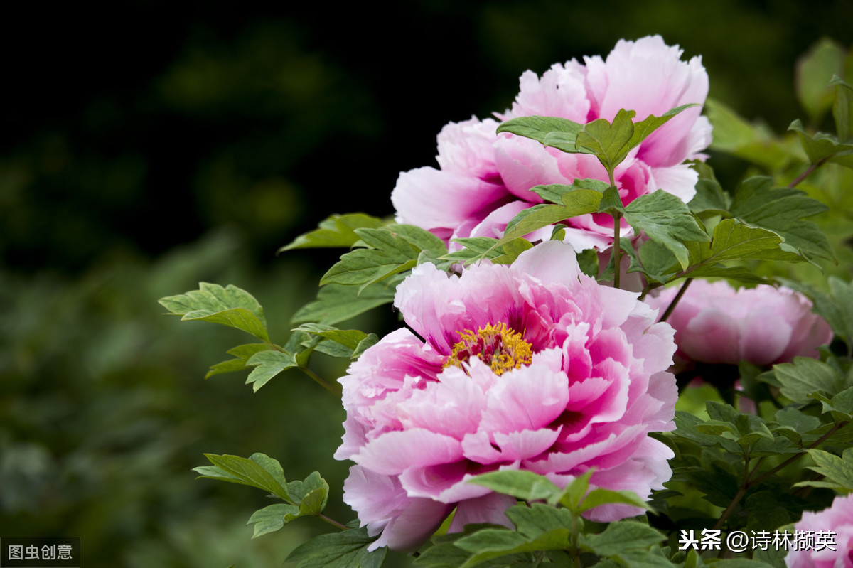 唯有牡丹真国色，花开时节动京城。-第5张图片-非凡网