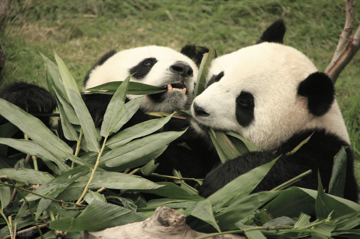 尼克松访华时假装讨要烟盒上的熊猫图案，周总理拍板：送两只真的