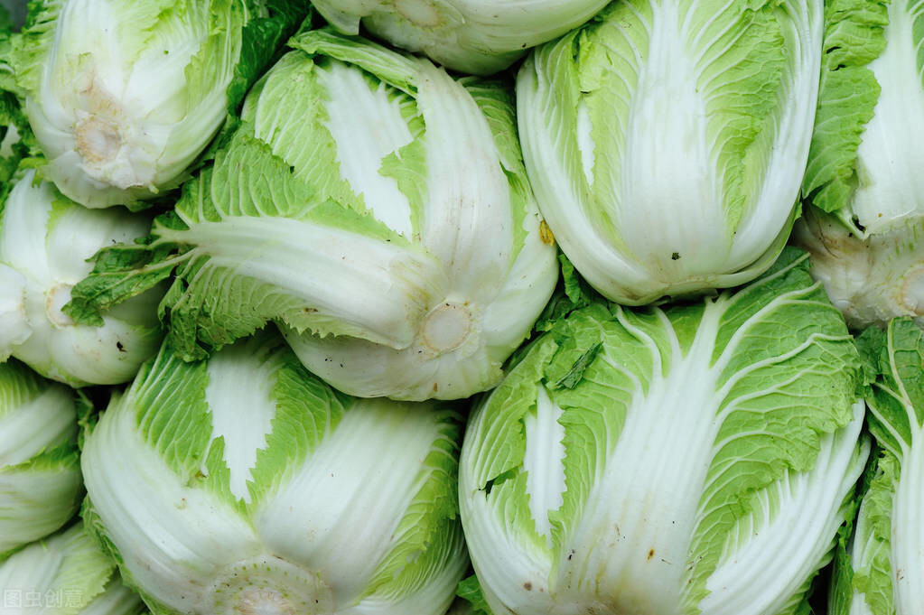 冬季怎么种植大白菜产量高？这样管理品质好，卖价高