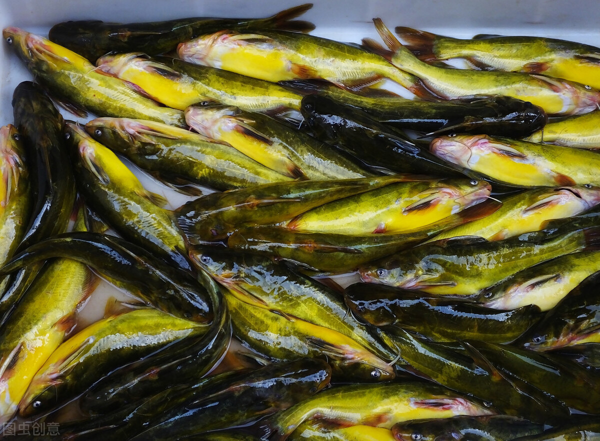黄颡鱼实用养殖技术