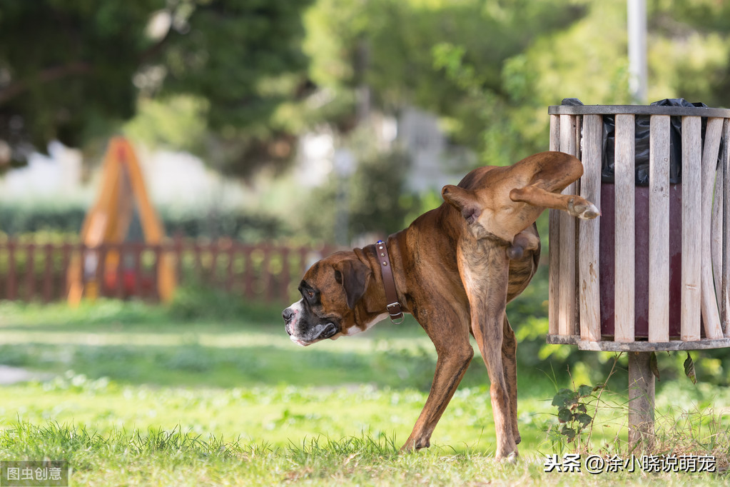 狗狗尿頻、尿疼、無故失禁，也許是尿路細菌感染，要提早預防