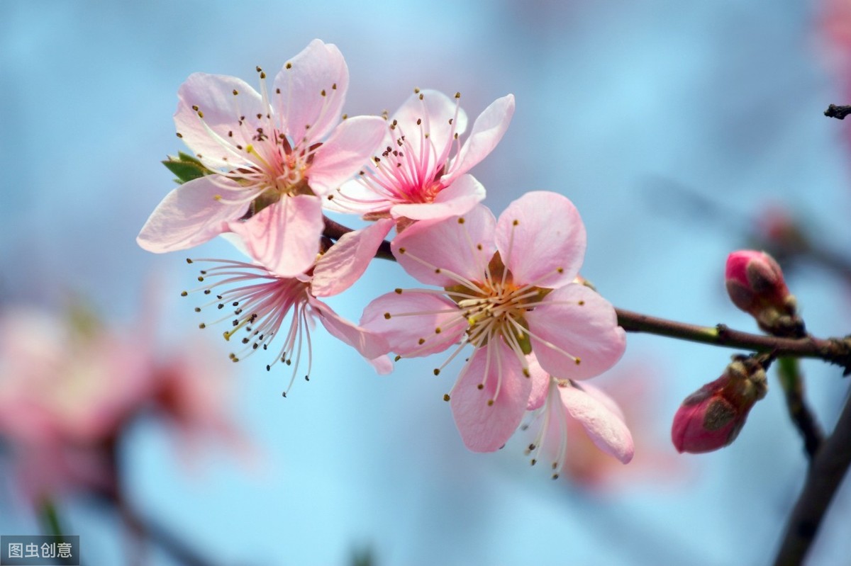 诗歌赏析 | 六首春日古诗：春意枝头俏，桃花灼灼开