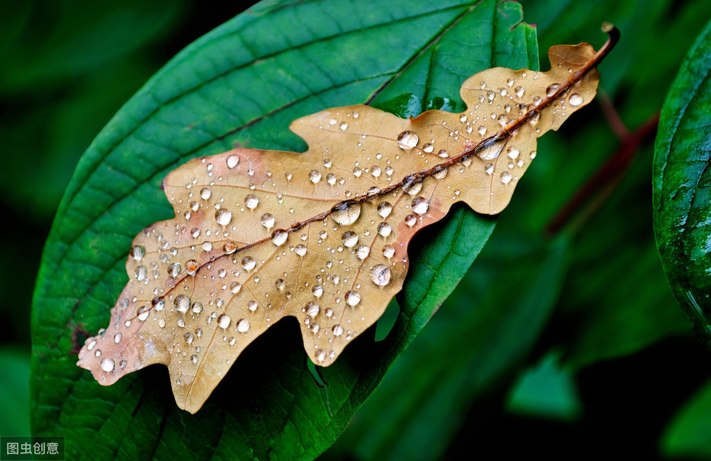 这样上课学生更积极，《秋天的雨》优秀教学设计，不愧是名师