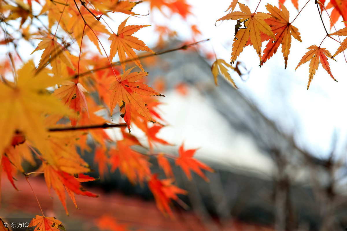 手机摄影经典教程，用手机拍出最美的秋天照片！