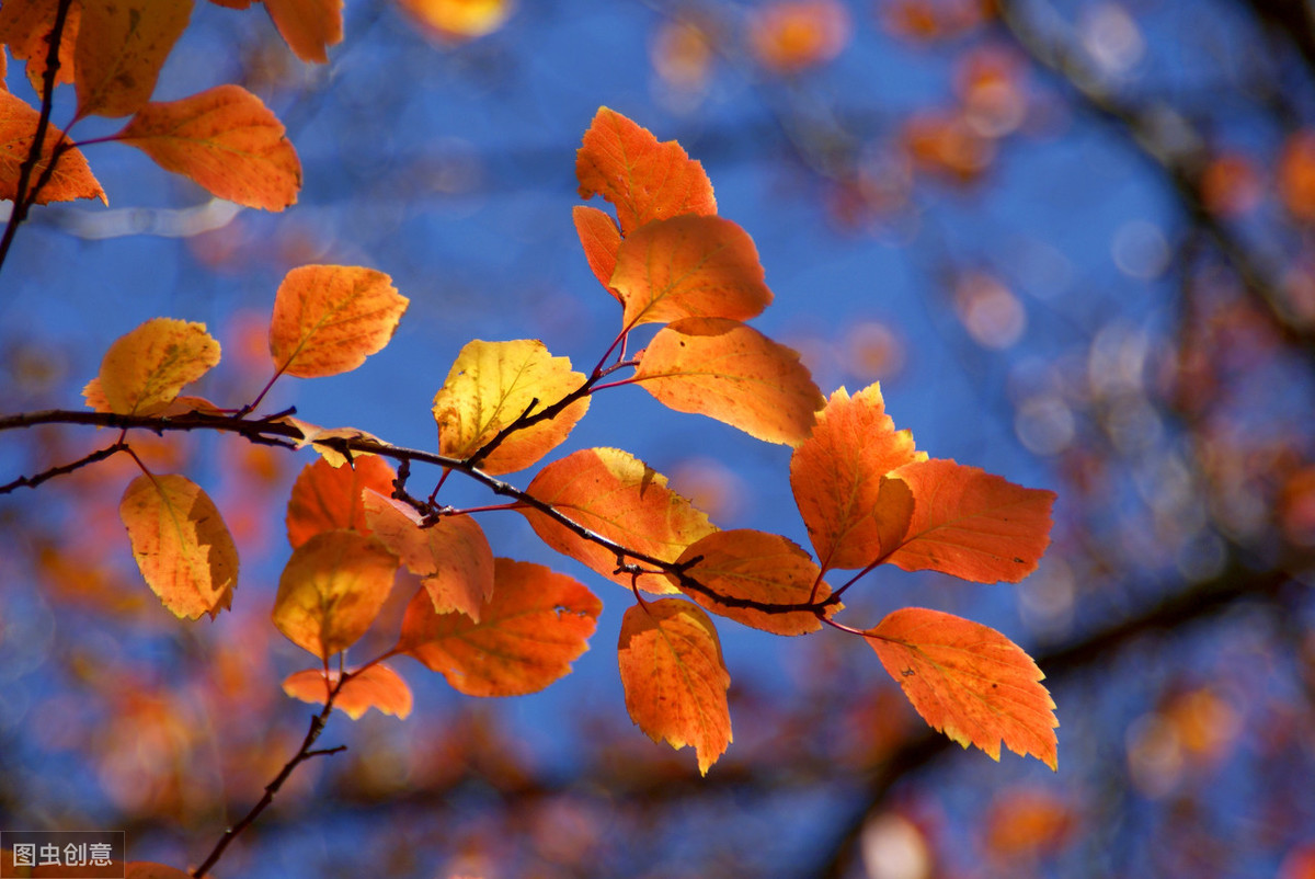 20首与秋季有关的诗词-第4张图片-诗句网