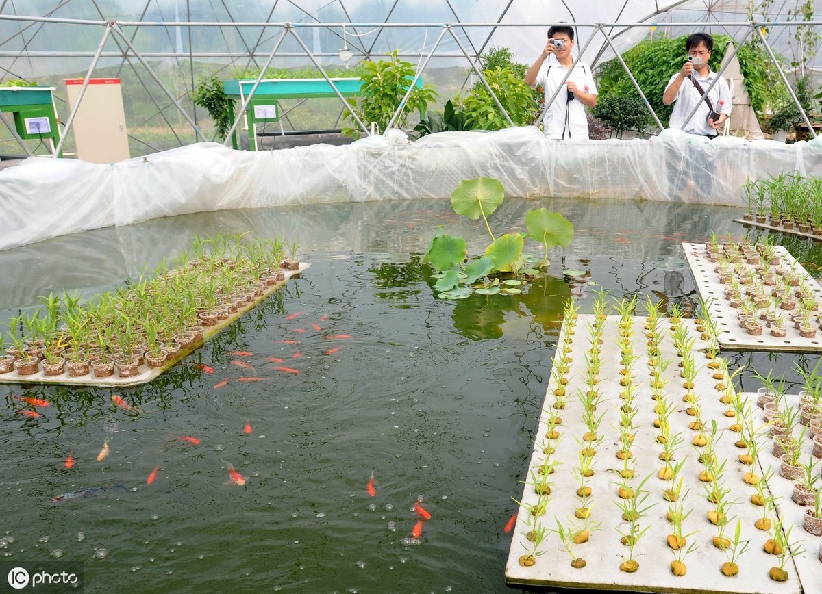 基质栽培鱼菜共生模式鱼菜共生系统
