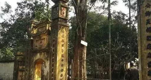 越南一棵200年树龄的黄花梨树，中国商人以790万买走