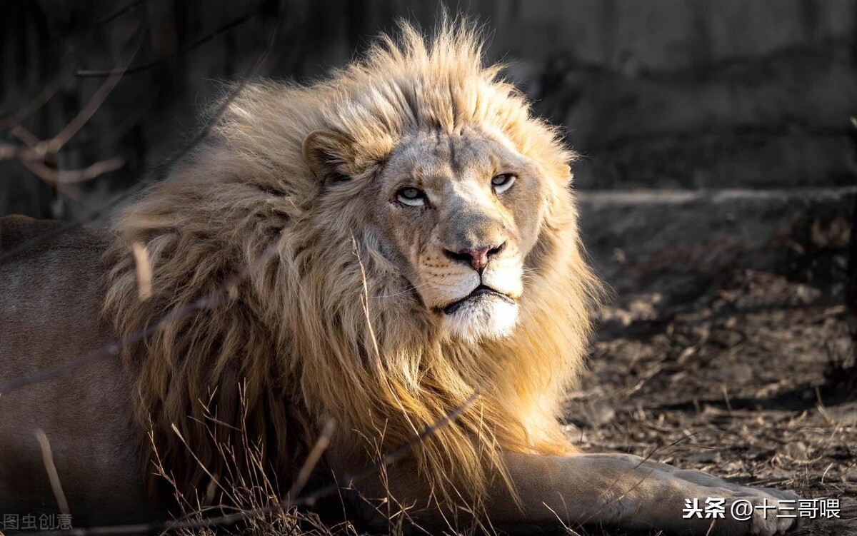 《急先锋》中的两种非洲特色动物——狮子和鬣狗的相关趣闻