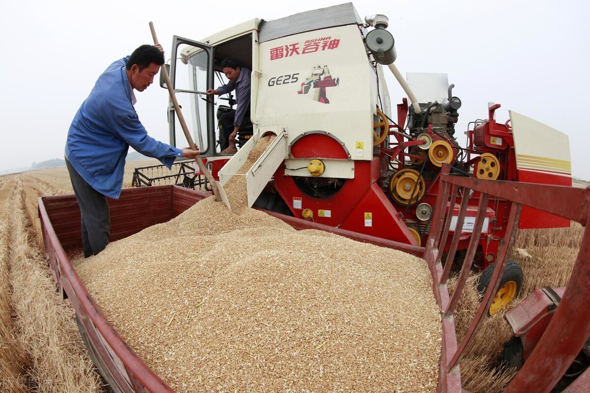 全球抢粮大战，玉米涨36%，大豆涨60%小麦涨20%，还涨吗