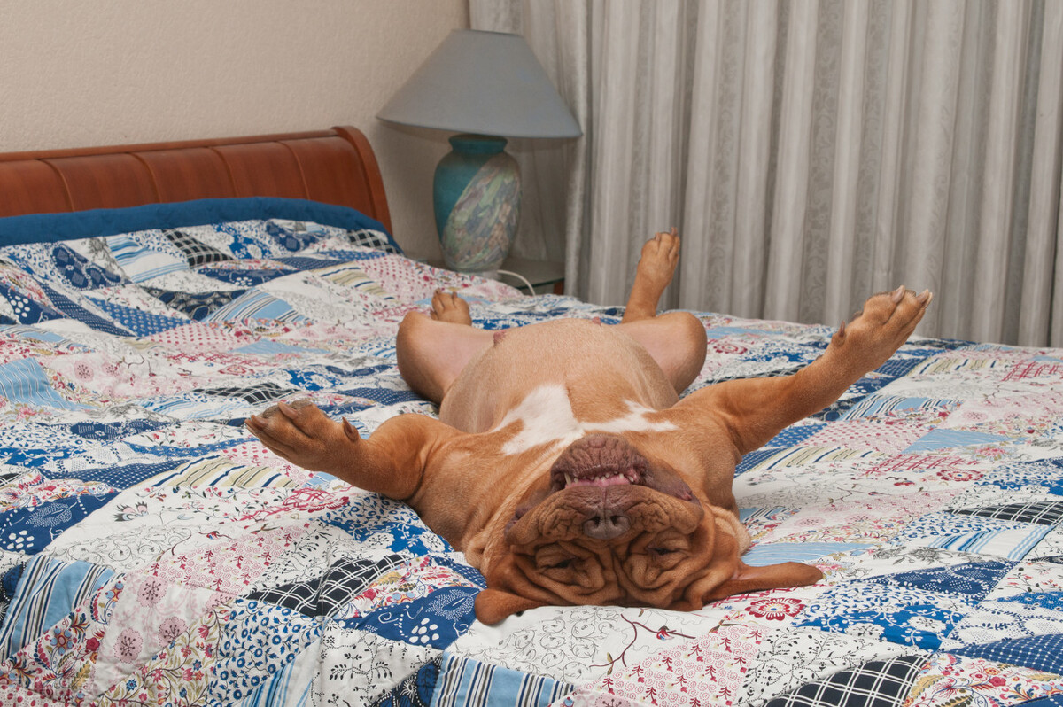 狗狗的多种睡姿，反映出对你的感情，你家狗是哪种呢？