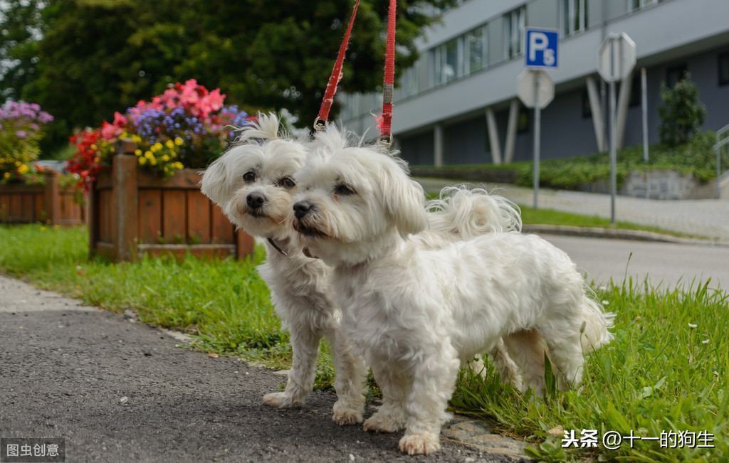 什麽是犬髖關節發育不良？犬髖關節發育不良會出現哪些信號？