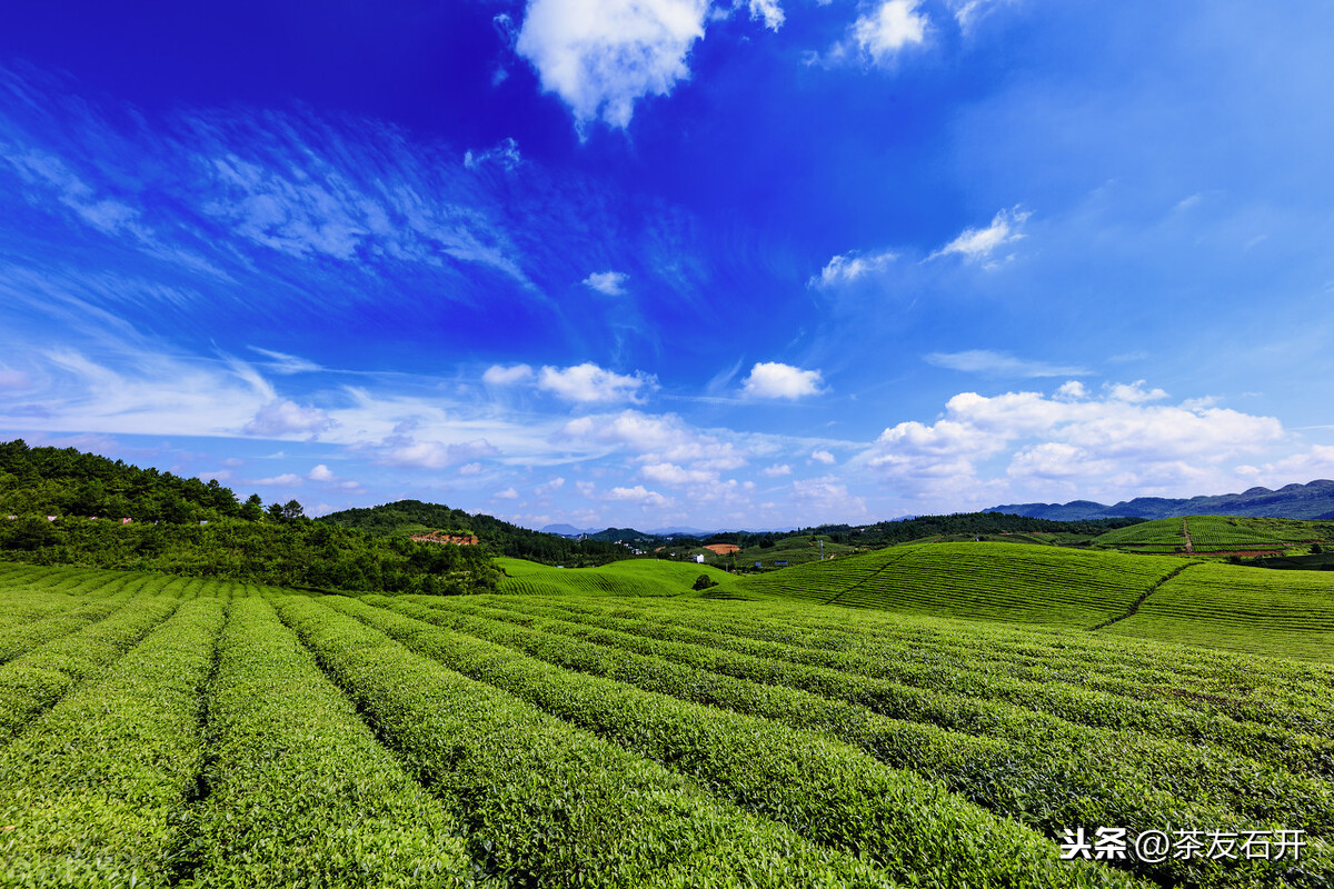 普洱茶之最系列（四）：世界上最大的連片茶園大渡崗萬畝茶園
