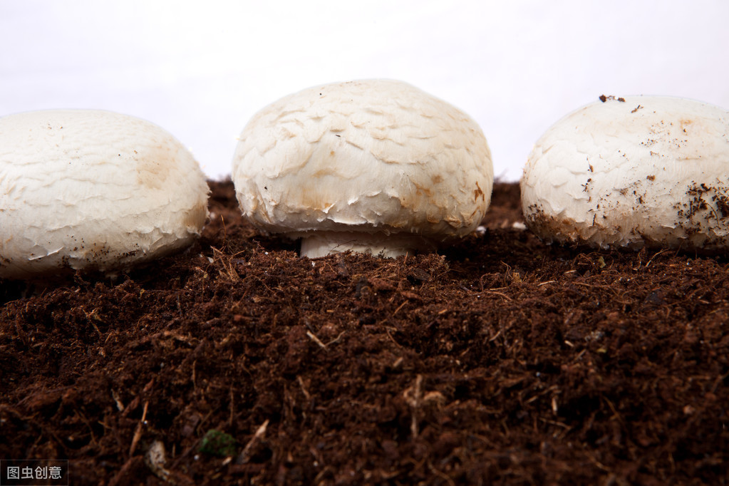 双孢蘑菇蜘蛛网病的产生特性与防治技术性，技术性关键点，栽种户值得一看
