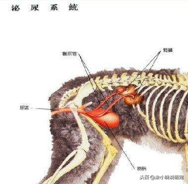 狗狗尿頻、尿疼、無故失禁，也許是尿路細菌感染，要提早預防