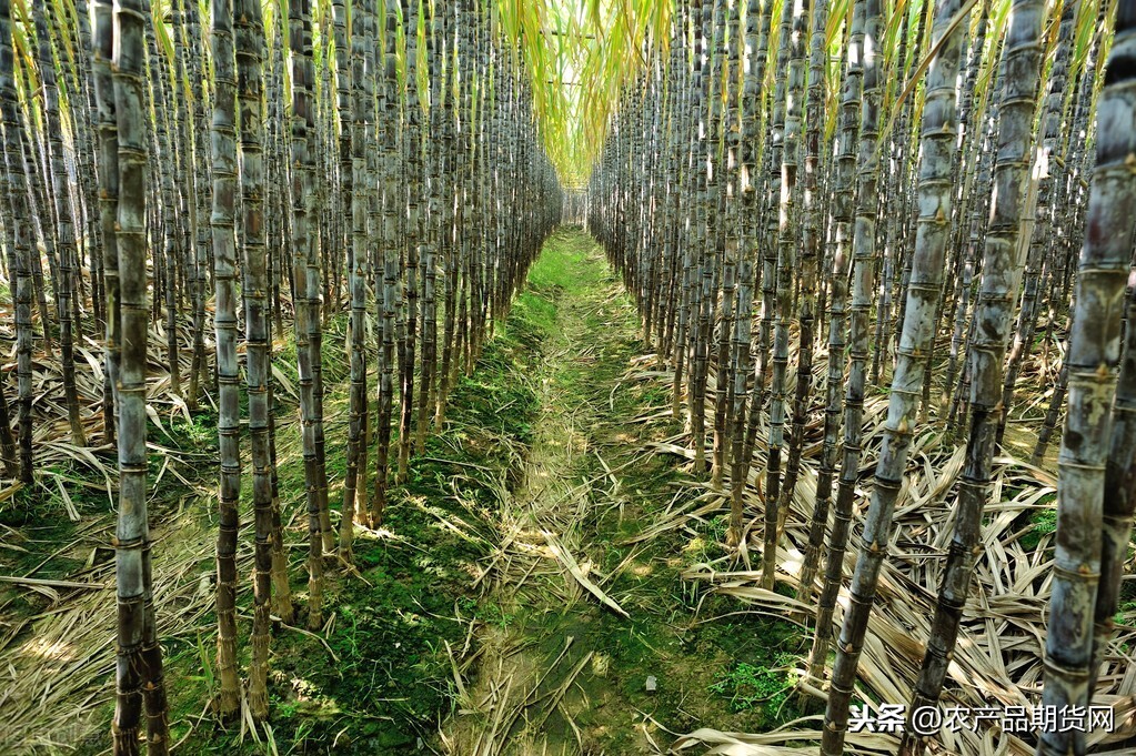 旺季支撑糖市现外弱内强格局，关注后期需求情况