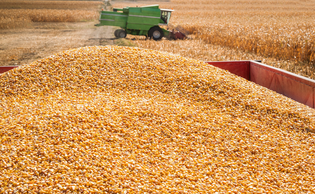 山东玉米全面大涨，集体突破1.5元，庞大进口来袭，会降吗？
