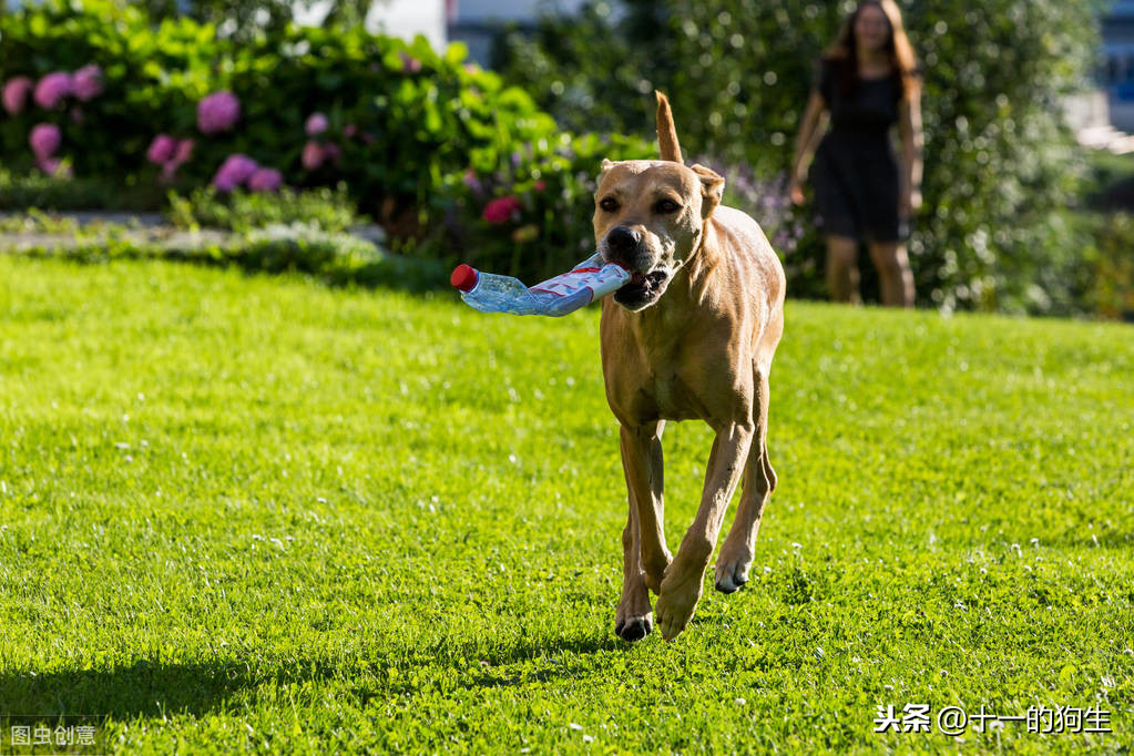 什麽是犬髖關節發育不良？犬髖關節發育不良會出現哪些信號？