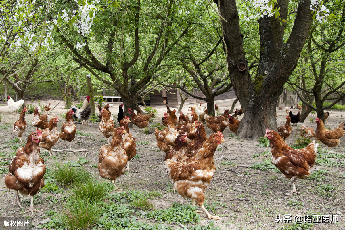 警惕：工厂养殖类鸡肉（非有机）！不能吃
