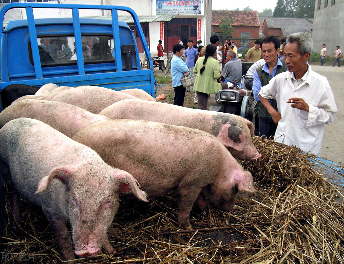 猪价涨大发了！36.58元/公斤，猪价、肉价还会继续大涨吗？