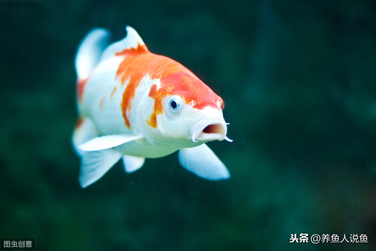 一條好的錦鯉魚，必須從好多個層面掌握！記牢下邊幾個小常識