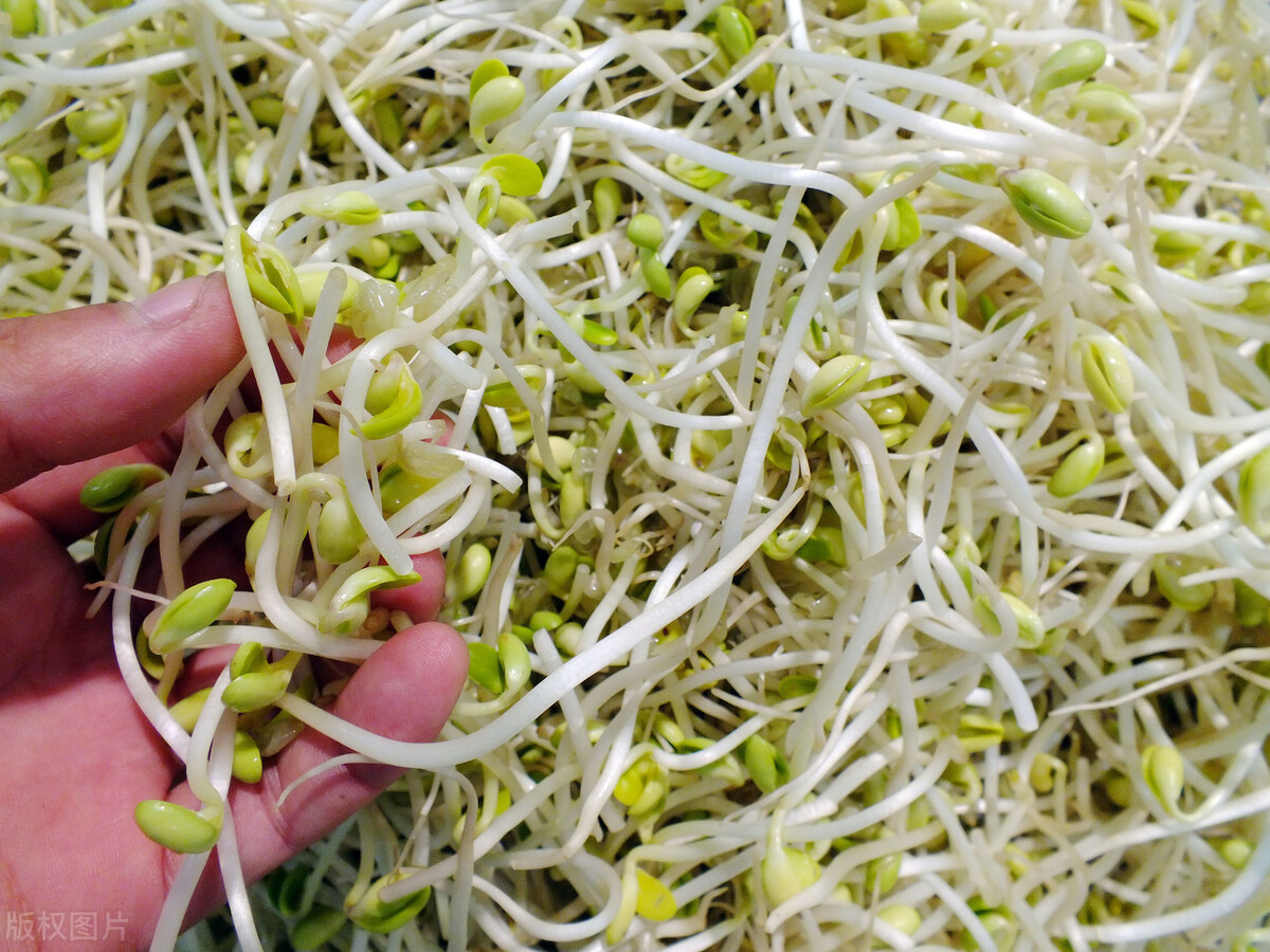 毒豆芽致癌、致畸性，挑選豆芽只需三招