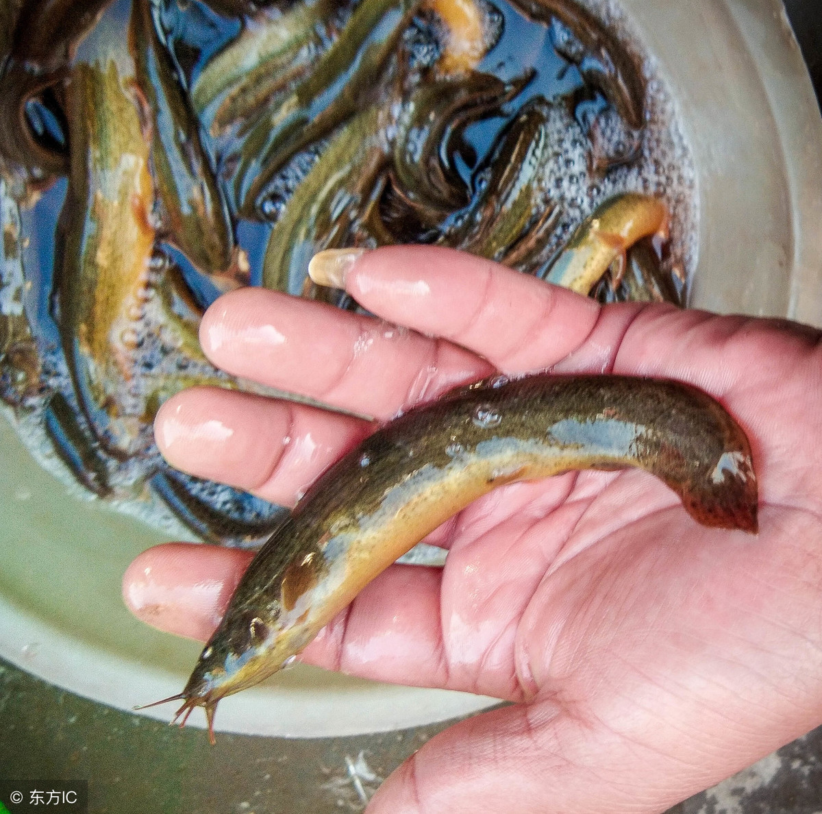 泥鰍養殖前景好嗎?水泥池養殖效果如何?