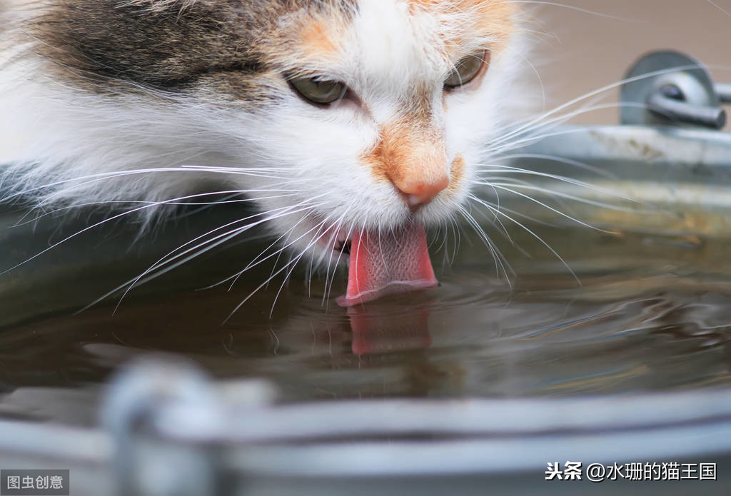 養公貓最怕的泌尿系統綜合症如何預防？貓糧中高鎂只是原因之一