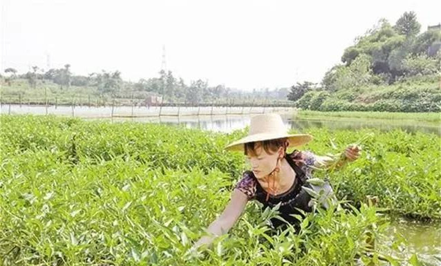 鱼塘种植空心菜改善水质的探讨