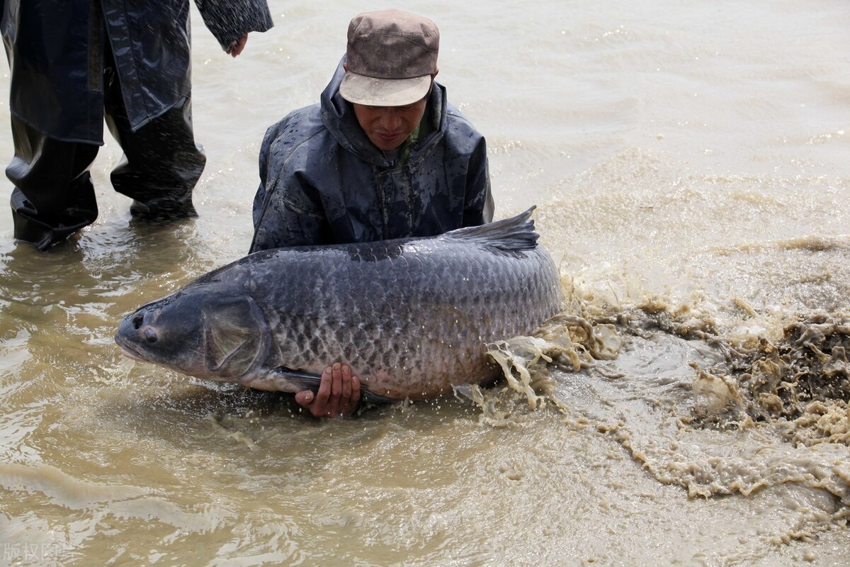 男子捕殺保護(hù)動(dòng)物江豚！還拍視頻炫耀！釣魚(yú)人的虛榮心該降降了