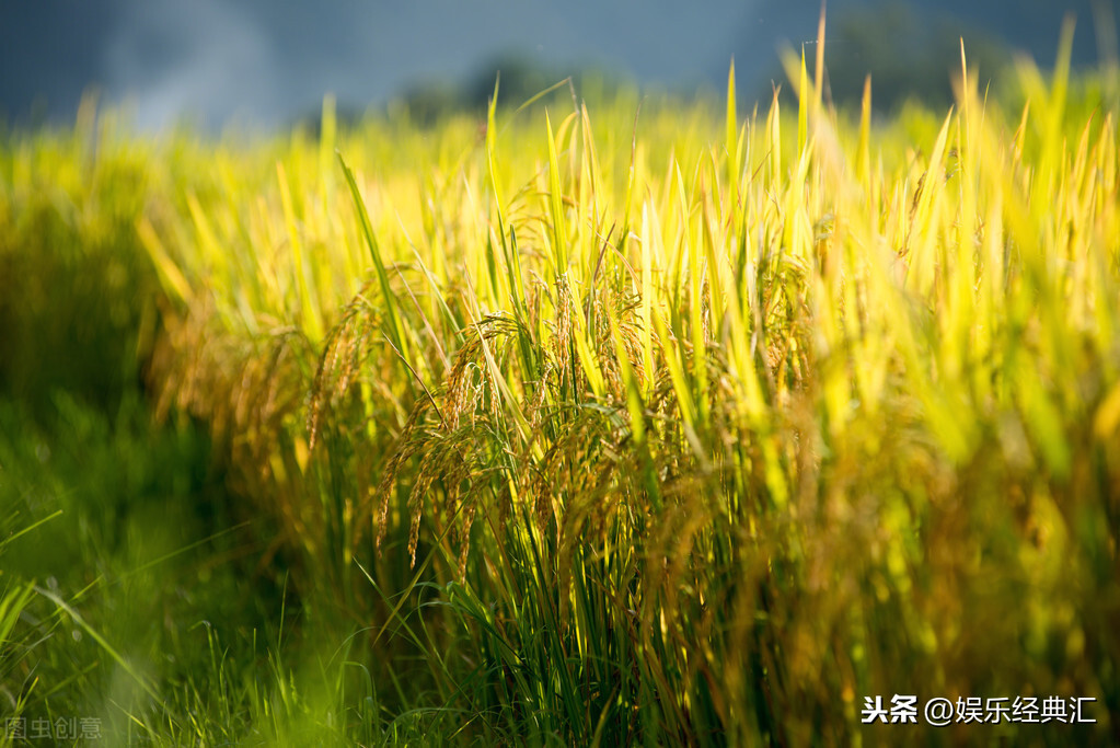 水稻高产栽培田间管理，提高水稻的栽种水平，实现优质的生产目标