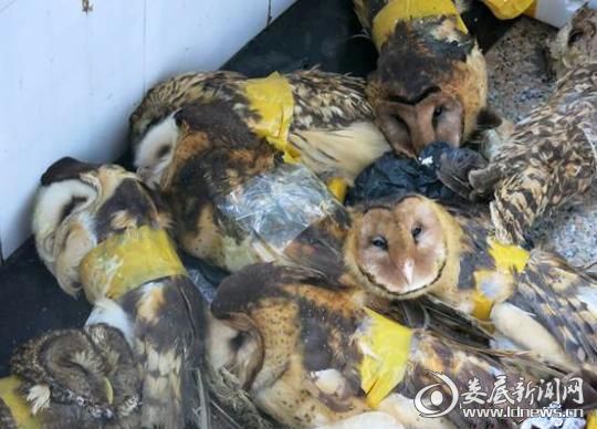 双峰县检察院立案监督一起非法收购珍贵濒危野生动物案