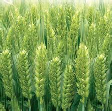 全国哪个品种小麦种的最多？至今还产量惊人！
