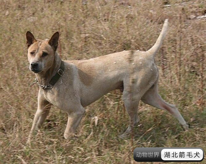 中国亟待拯救的本土犬种