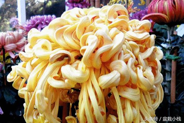 菊花是什么颜色的（9种不同颜色的菊花介绍）