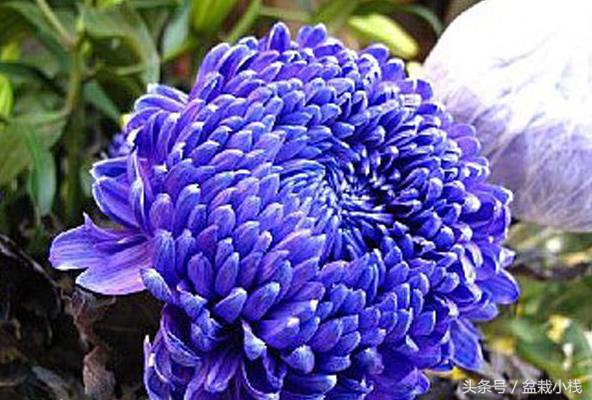 菊花是什么颜色的（9种不同颜色的菊花介绍）