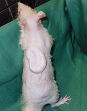 科学家老鼠背部培育出人类耳朵：将可私人订制