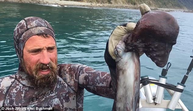 超大份刺身！新西兰男子咬掉活章鱼头