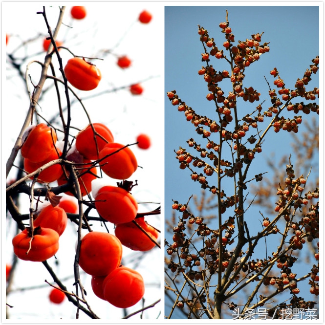 Dateplum persimmon? Be wrong! This is the country's commonnest feral small persimmon, was not cheated again! General of much graph liberal art