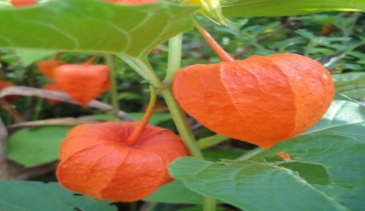 红姑娘的药用价值(红姑娘的药用价值是果实还是皮)