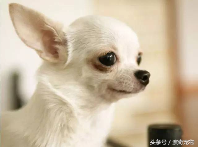 狗狗品種介紹大全，帶你走進(jìn)狗狗的世界