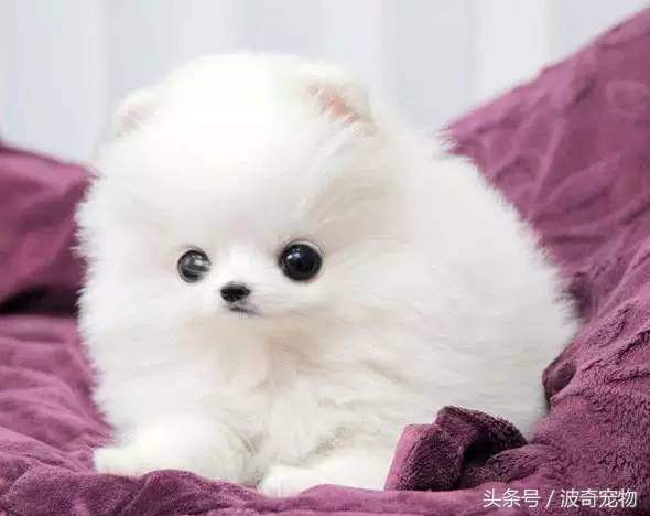 狗狗品種介紹大全，帶你走進(jìn)狗狗的世界