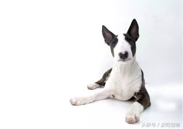 狗狗品種介紹大全，帶你走進(jìn)狗狗的世界